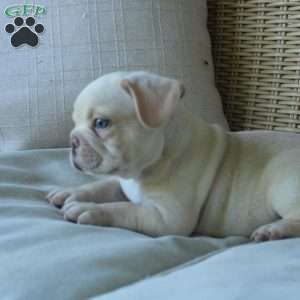 Pugsley, French Bulldog Puppy